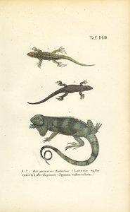 Sandøgler og grøn leguan af J. W. Tenhaeff