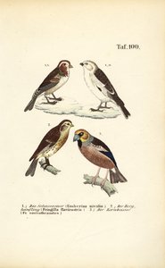 Snespurv, gærdesmutte og kernebider af J. W. Tenhaeff