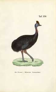 Sydlig kasuar af J. W. Tenhaeff