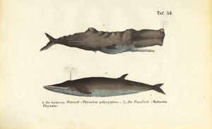 Kaskelothval og finhval af J. W. Tenhaeff