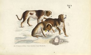 Sankt Bernhardshunde under redning af J. W. Tenhaeff