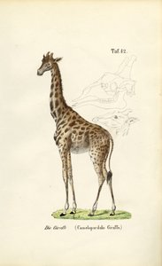 Giraffen af J. W. Tenhaeff