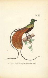 Den røde paradisfugl af J. W. Tenhaeff