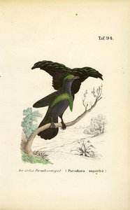 Den fantastiske paradisfugl af J. W. Tenhaeff
