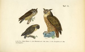 Tre uglearter med øreknopper af J. W. Tenhaeff
