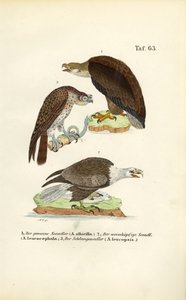 Tre arter af havørne af J. W. Tenhaeff