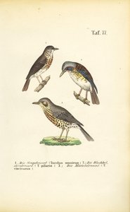 Tre arter af drosler af J. W. Tenhaeff