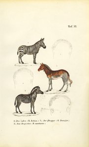 Tre zebra-arter af J. W. Tenhaeff