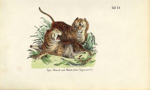 Tigre, hanner og hunner af J. W. Tenhaeff