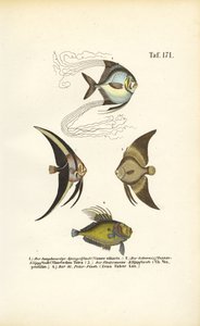 Tropiske prydfisk af J. W. Tenhaeff