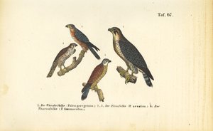 Forskellige falkearter af J. W. Tenhaeff