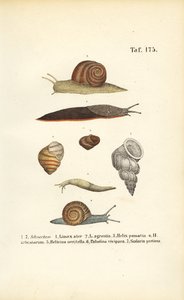 Forskellige sneglearter af J. W. Tenhaeff