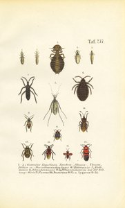 Forskellige parasitter og ægte insekter af J. W. Tenhaeff