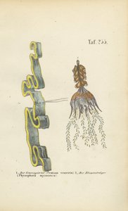 Venusgylden og blærerod af J. W. Tenhaeff