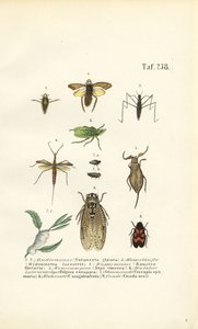 Vandinsekter og andre insekter af J. W. Tenhaeff