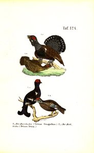Agerhøne og Birkhøne af J. W. Tenhaeff