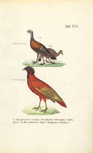 Vild kalkun og satyr Tragopan af J. W. Tenhaeff