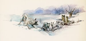 Flok ulve, fra Call of Wild, eventyrroman af Jack London (1876-1916), tegning af Jack London