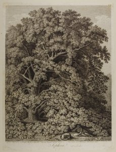 Sophora af Jacob Philippe Hackert