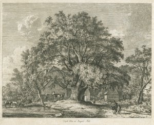 Blithfield - Wych Elm: ætsning, 1825 af Jacob George Strutt