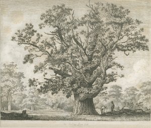 Needwood - Swilcar Oak: ætsning, nd [c 1820-1850] af Jacob George Strutt