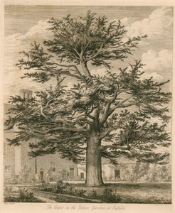 Cedar i Palace Garden i Enfield, Middlesex af Jacob George Strutt