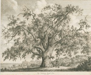 Tutbury - "Wych Elm": radering, nd [c 1820] af Jacob George Strutt