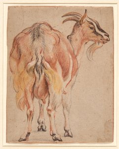 Ged, ca. 1657 (kridt & vask forhøjet med hvid) af Jacob Jordaens