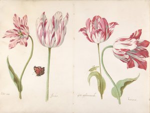 Fire Tulipaner: Smørmand Smørmand, Joncker Adelsmand, Stor Plumaceous..., c. 1635-45.