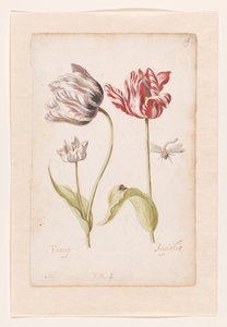 To Tulipaner med Insekter af Jacob Marrel