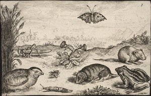 Smådyr og insekter: Græshoppe, sommerfugl, markmus, agerhøne, bi, snegl, muldvarp og frø. af Jacob Matham