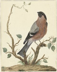 Bullfinch af Jacob Perkois