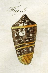 Illustration af Conus Ammiralis (underart Summus), 1790 (håndfarvet gravering)