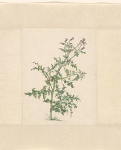 Blomstrende plante af Jacob van Eynden (II)