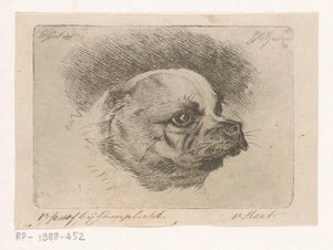 Hovedet af en mops af Jacobus Cornelis Gaal