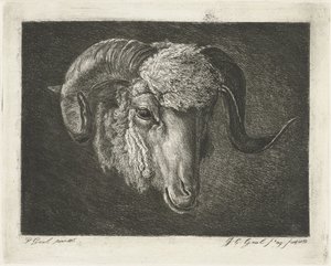 Hoved af en vædder med skæve horn