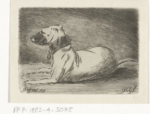 Liggende hund med halsbånd