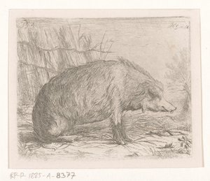 Siddende vildsvin af Jacobus Cornelis Gaal