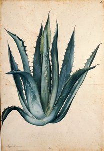 Århundrede plante (Agave americana) af Jacopo Ligozzi