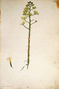 Århundrede planteblomst (Agave americana) af Jacopo Ligozzi