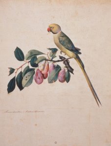 Prunus domesticus, fra Alexanders papegøje af Jacopo Ligozzi