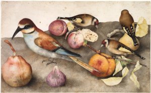 Stilleben med fugle og frugt, ca. 1650 (akvarel med grafit, forhøjet med blyhvid) af Jacopo Ligozzi