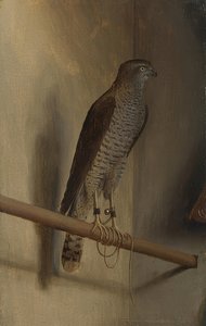 En spurvehøg. 1510