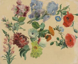 Studier af sommerblomster