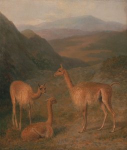Vicunas af Jacques-Laurent Agasse