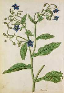 Borage: Borago officinalis, ca. 1568, af J. le Moyne de Morgue (ca. 1530-88)