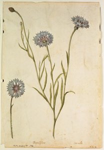 Kornblomst: Centaurea cyanus, ca. 1568, af J. le Moyne de Morgues (ca. 1530-88)