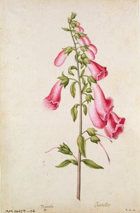Fingerbøl: Digitalis purpurea, ca. 1568, af J. le Moyne de Morgues (ca. 1530-88)