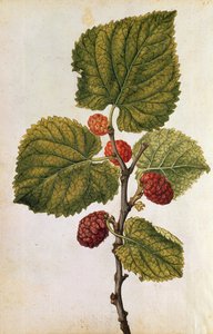 Morbær: Morus Nigra, ca. 1568 (farvelitografi) af Jacques (1533-88) Le Moyne