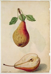 Pære: Pyrus communis, ca. 1568, af J. le Moyne de Morgues (ca. 1530-88)